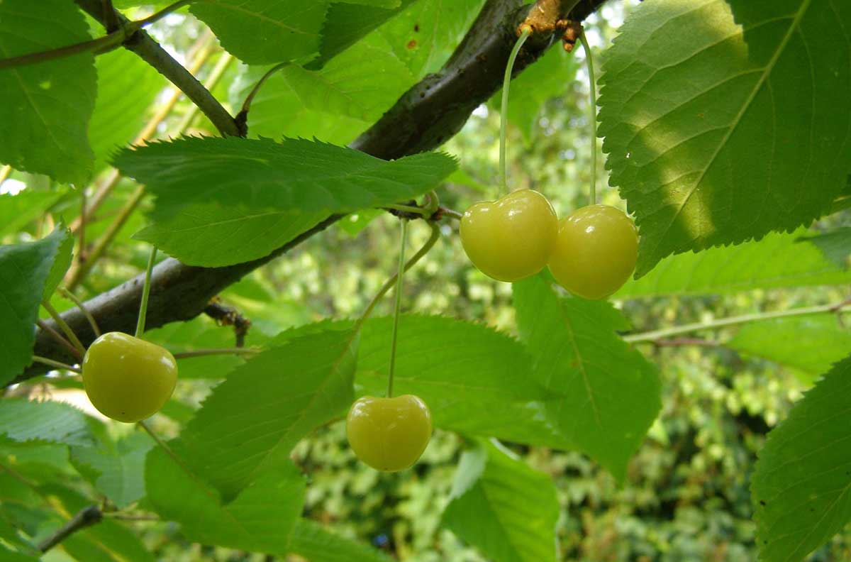 arbres-fruitiers-racines-nues