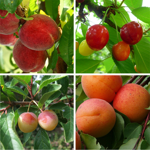 arbres fruitiers de jardin