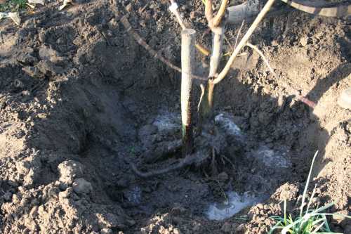 planter-arbre-fruitier