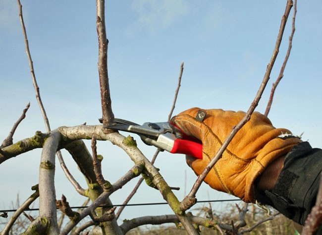 taille-arbres-fruitiers