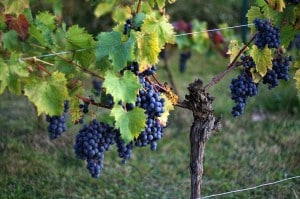 vignes &agrave; raisins