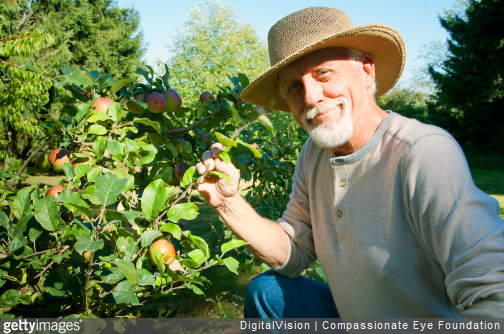 Fiche conseil : comment planter un arbre fruitier ?