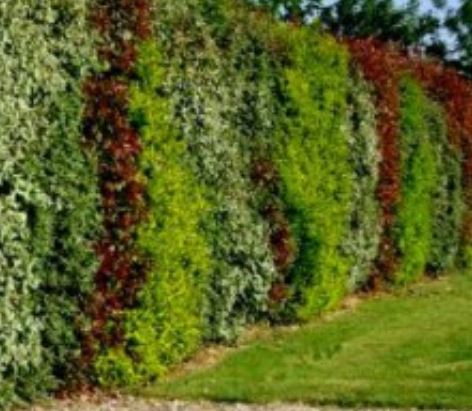 haie-jardin-comment-eviter-vis-a-vis-bambou-photinia